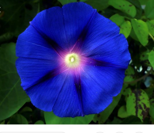 Moonflower